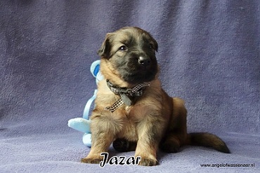 Jazar, licht-grauwe Oudduitse Herder reu van 3 weken oud